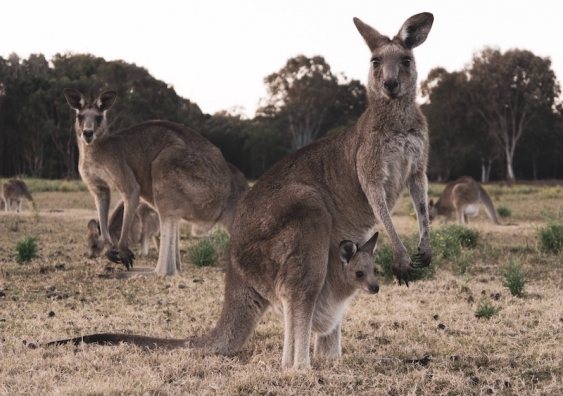 Kangaroo skins are exported for use in football boots, motorcycle suits, fashion footwear and haute couture. Photo: Carles Rabada/Unsplash, CC BY