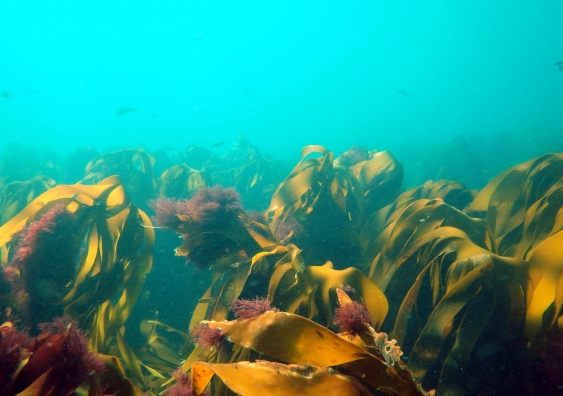 The Ningaloo Niño marine heatwave led to massive and sustained loss of kelp habitat. Photo: Marine Biological Association