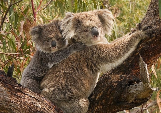 A koala and joey: CC BY-SA 3.0