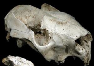 Skull of extinct koala, Litokoala dicksmithi, beside the larger skull of a modern koala