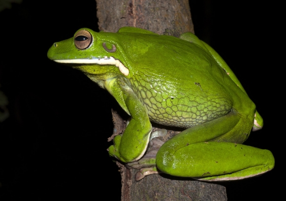 The White-lipped Tree Frog (Litoria infrafrenata) from northern Queensland is an example of one of Australia's most tolerant frog species. Photo: Jodi Rowley.
