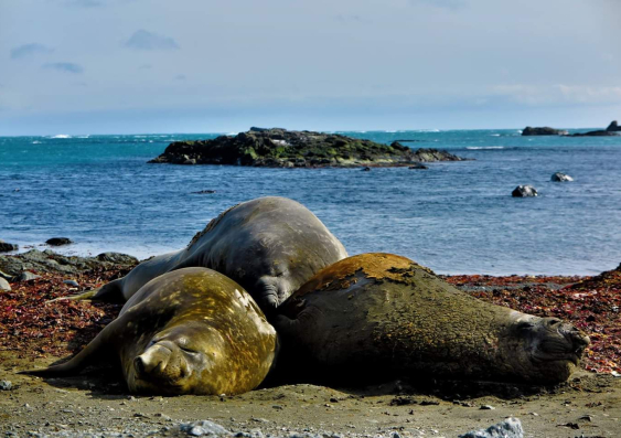 It turns out that male southern elephant seals like to stick with their own favourite foods. Photo: Andrea Cormack.