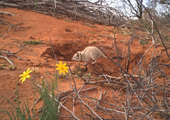 A mulgara outside a burrow. Photo: Wild Deserts