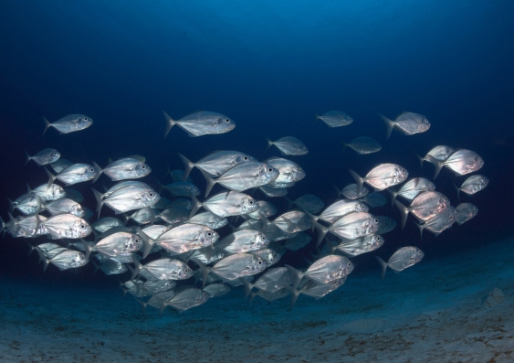 According to the new study, every fish only interacts with one other fish at any given time – either spontaneously changing direction, or copying the direction of another fish. Photo: Milos Prelevic/Unsplash