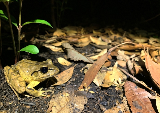 The threatened Southern Barred Frog, one of the frogs recorded calling in burnt areas post-fire using FrogID. Photo: Dr Jodi Rowley