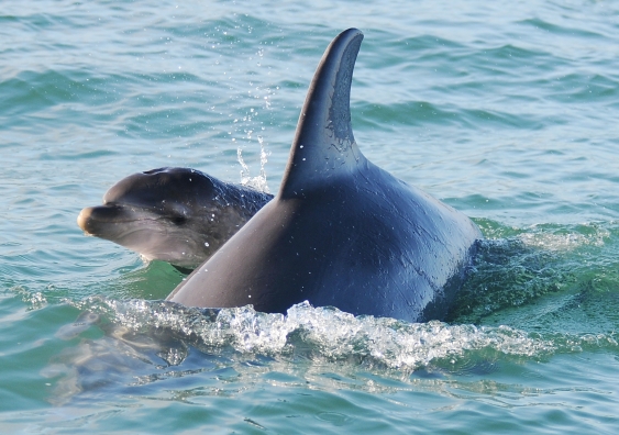 A bottlenose dolphin mother and calf (Tursiops aduncus) of Western Australia. Photo: Kate Sprogis, Murdoch Cetacean Research Unit