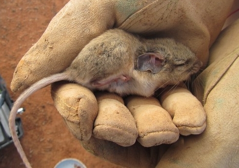 A plains mouse found at the UNSW Fowlers Gap Arid Zone Research Station