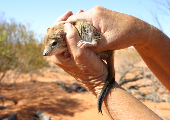 The crest-tailed mulgara is one of the native species to be reintroduced in Sturt National Park.