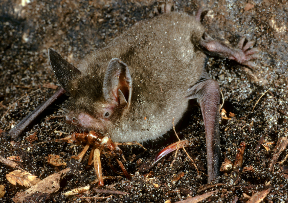 The living relative of an ancient bat species discovered in New Zealand. Mystacina tuberculata is known as a burrowing bat because it forages for food on the ground. (Credit: Rod Morris)