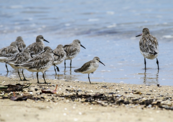 A critically endangered curlew sandpiper in a mixed flock of migratory shorebirds at Cairns Esplanade in Queensland. Photo: Nick Murray.