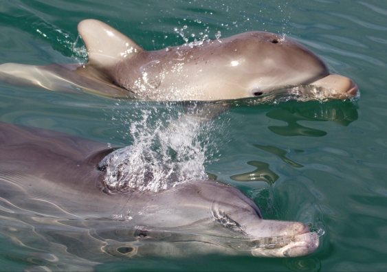 The current 'acceptable level' of bottlenose dolphin deaths via bycatch is shown to be too high when the true variability of their environment is taken into consideration. Photo: Dolphins Nicky and Finn/Simon Allen.