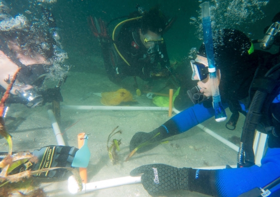 SCUBA divers replant Posidonia australis fragments in Shoal Bay. Picture: Adriana Vergés