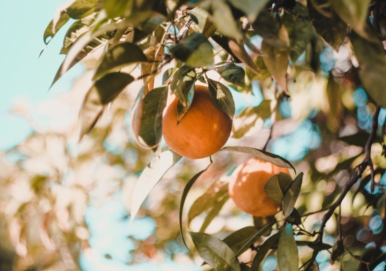 Edible landscape designs in public spaces could help us reconnect with our food and more. Photo: Unsplash.