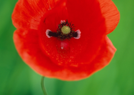 ‘Let silent contemplation be your offering.' Photo: Red Poppy, Frank Krahmer/Corbis