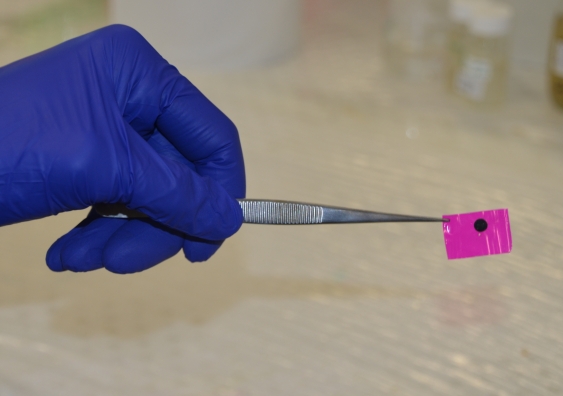 A flexible, electrically conducting patch for the heart. Photo: UNSW