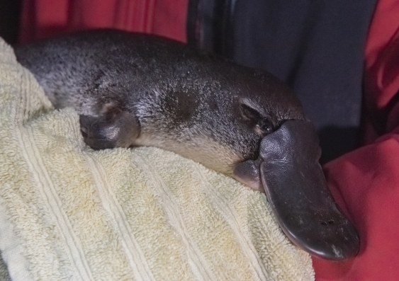 In NSW, the number of platypus observations declined by around 32 per cent in the last 30 years. Photo: Stuart Cohen