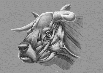 Reconstruction of the peculiar, short-faced niata cow. Illustrations by Jorge González, La Plata, Argentina