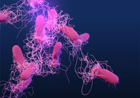 Salmonella is one of the most common causes of foodborne disease worldwide, including in Australia. Image: Public Health Image Library, US Centers for Disease Control and Prevention, James Archer (2019).