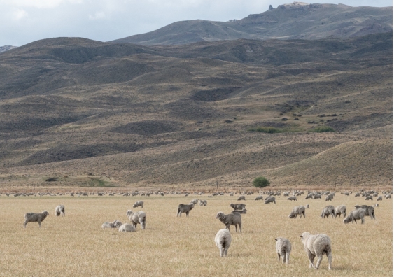 Sheep grazing in a semiarid Patagonian rangeland in Argentina. Photo: Ezequiel Gonzalez.