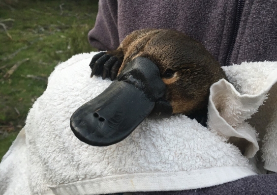 UNSW Sydney’s Centre for Ecosystem Science leads new research into the extinction risk of the platypus. Picture: Tahnael Hawke