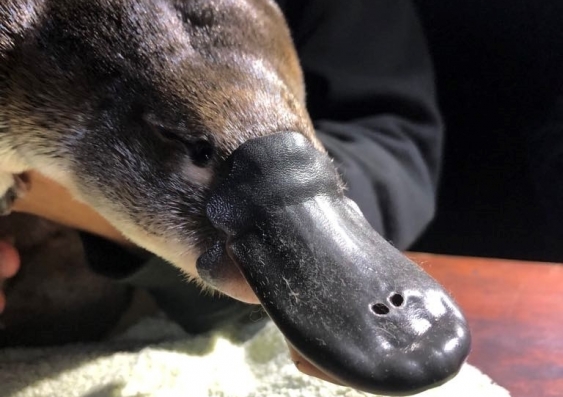 New UNSW research starts to monitor the iconic Australian platypus which faces multiple threats including climate change and human-related habitat loss. Picture: UNSW Science