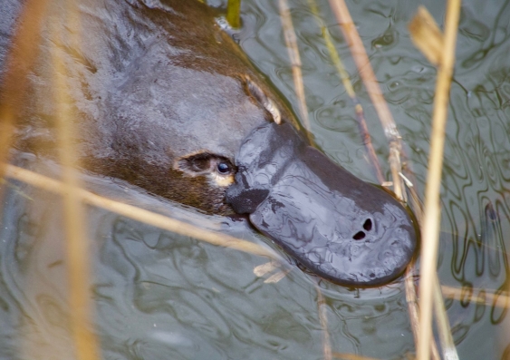 Platypuses were last recorded in the Royal National Park in the 1970s, when a devastating chemical spill on the highway washed into park streams and likely wiped out resident populations. Photo: Taronga Conservation Society Australia / Chris Wheeler.
