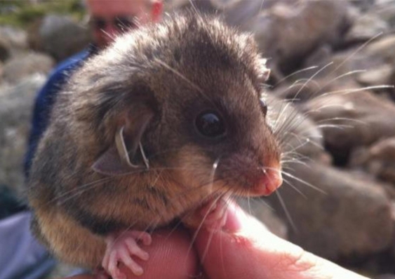 A Mountain Pygmy-possum. Image: Hayley Bates