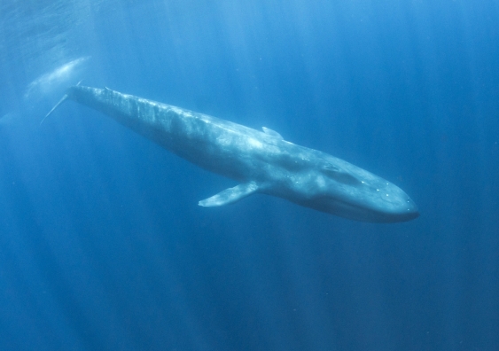 Scientists can study the songs of these large aquatic mammals to learn more about their behaviour. Photo: Shutterstock.