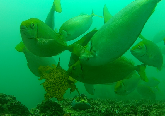 Rabbitfish in a feeding frenzy on some transplanted kelp. Photo: Adriana Verges