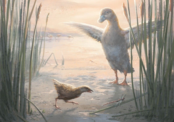 A tiny extinct rail (30-40g) is overshadowed by a regular duck. Artist's impression by Gavin Mouldey