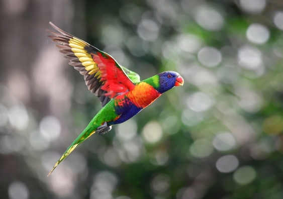 The Sydney Urban Lab is aimed at protecting native Australian birds like the rainbow lorikeet. Photo: Shutterstock.