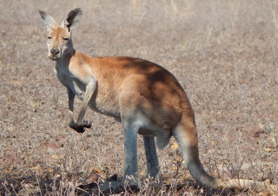 Kangaroo overgrazing is leading to lower plant diversity in conservation reserves – and fewer plants means less food and shelter for other animals. Photo: Mike Letnic.