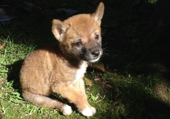 Sandy the pure desert dingo at three weeks of age. Image: Barry Eggleton