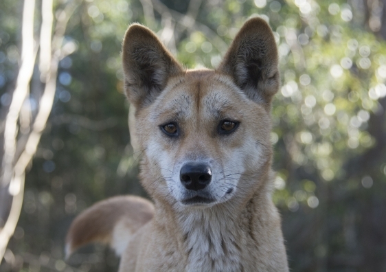 Apex predators like dingoes have a wide-reaching impact on the ecosystems in which they live. Photo: Barry Eggleton