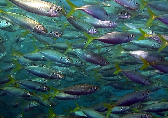 A school of yellowtail scad fish near Manly