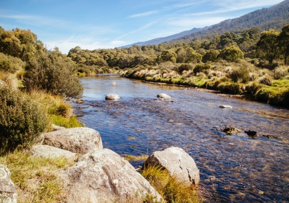 Walk along the Thredbo Valley Track in Kosciuszko National Park and see if you can spot a platypus. Photo: Shutterstock.