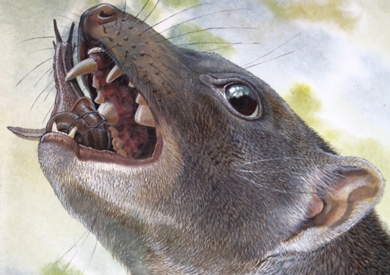 An artist's illustration of 15 million-year-old Malleodectes from Riversleigh, chomping down on what appears to have been its favourite food—snails. The massive, shell-cracking premolar tooth is visible in the open mouth. Illustration by Peter Schouten