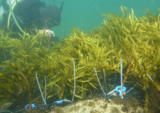 Transplanted seaweed is attached to a reef by a team member