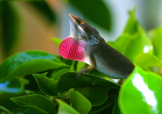 Anolis (pictured) lizards retract their dewlaps (throat fans) for the same reason as Draco lizards, which are unrelated to the species and live thousands of kilometres away. Photo: Shutterstock.