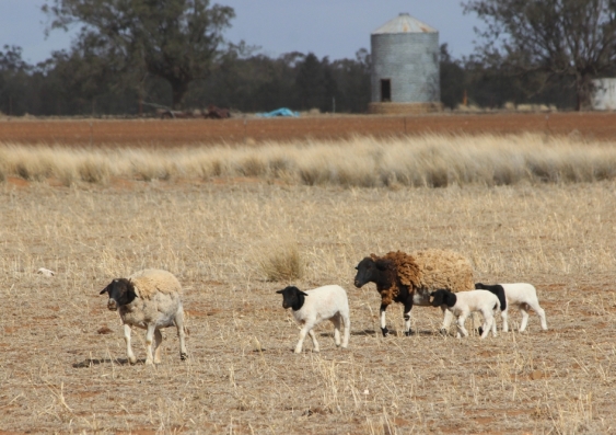 Sheep with lambs in north west NSW, Australia, during the 2018 drought. Image from Shutterstock