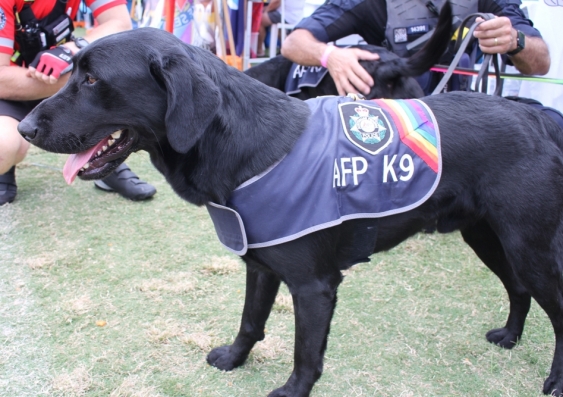 The use of drug dogs leads to riskier drug-taking at festivals. Image from Shutterstock