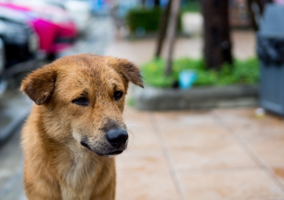 The World Organisation for Animal Health (OIE) has advised that “to date, there is no evidence that companion animals can spread the disease".  Photo: Shutterstock