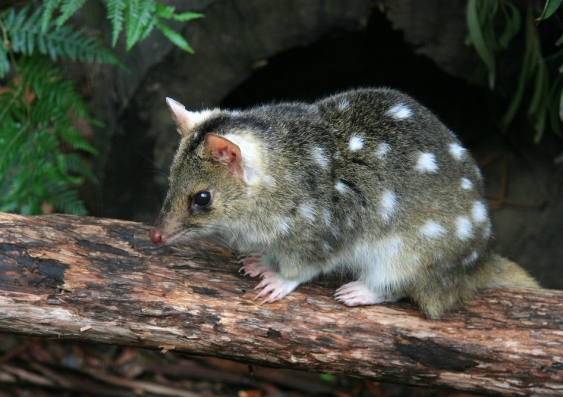 Eastern quolls have been introduced in Booderee Nation Park as part of a rewilding project. Image from Shutterstock