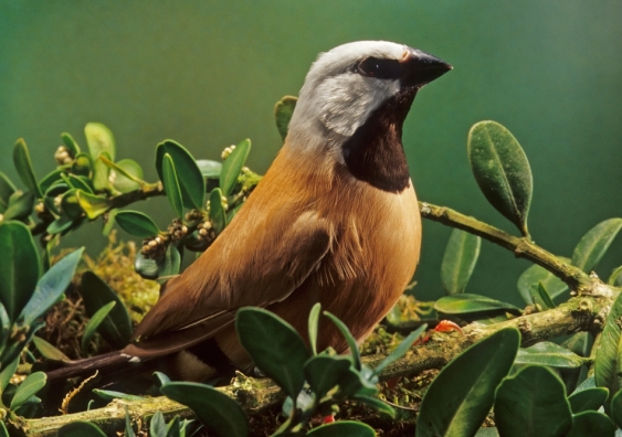 A black throated finch. Australian artists are sending artistic representations of the bird to politicians to protest the Adani mine, which threatens the bird’s habitat. Image from Shutterstock