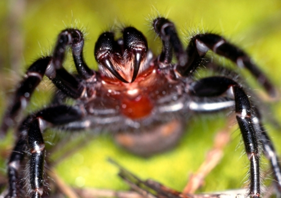 According to the Australian Museum, the male Sydney Funnel-web spider is probably responsible for 13 recorded deaths and many medically serious bites. Photo: Shutterstock.