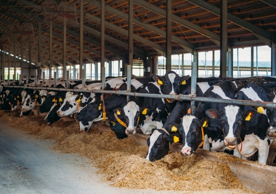 More than 1 billion tonnes of animal feed has to be produced every year to ensure global meat demands are met. Image from Shutterstock