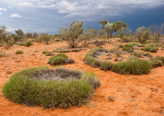 UNSW Sydney scientists have solved the mystery of the spinifex hole, finding that an accumulation of pathogenic soil microbes impedes seedling emergence and subsequent growth in the centre of spinifex rings. Image: Shutterstock