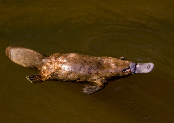 The study examined the genetic makeup of platypuses in free-flowing and nearby rivers with large dams in New South Wales. Photo: Shutterstock.