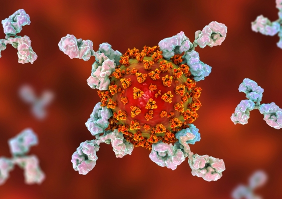 The ITAC trial will compare the effectiveness of hyperimmune immunoglobulin to placebo. Image: Shutterstock