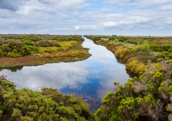 Areas of wetlands around the globe are under threat due to sea level rises caused by climate change. Photo: Shutterstock